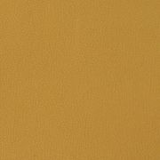 Palomino